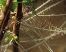 Salix Alba